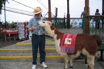 Llama